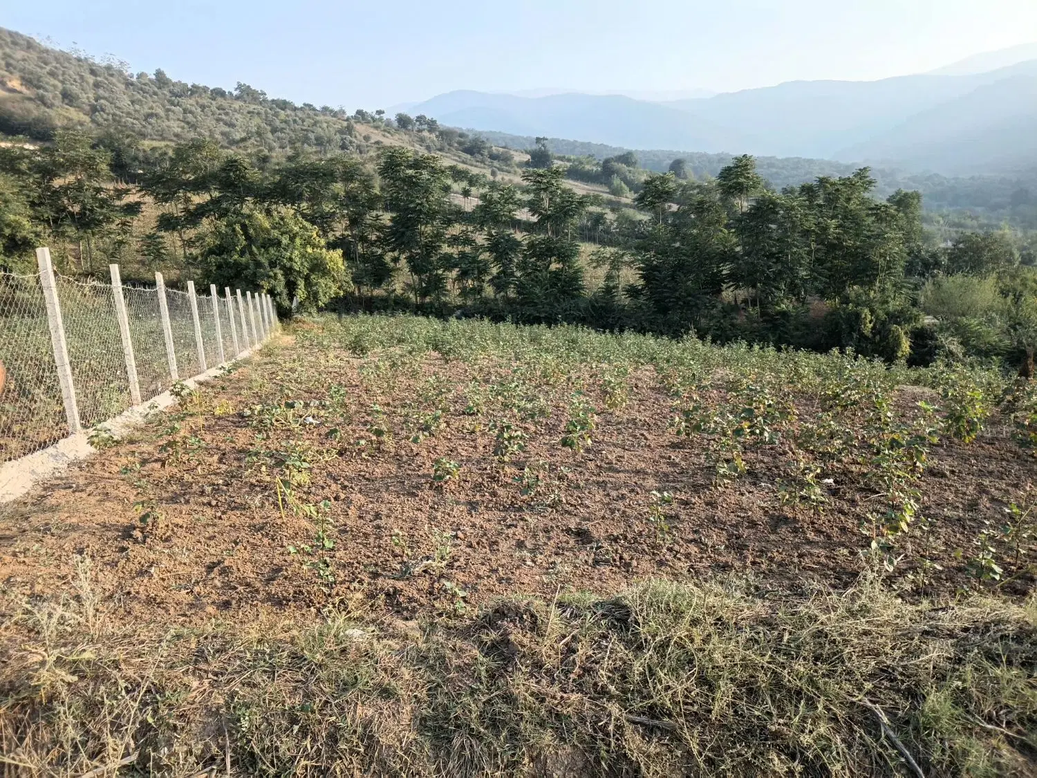 زمینی فروشی