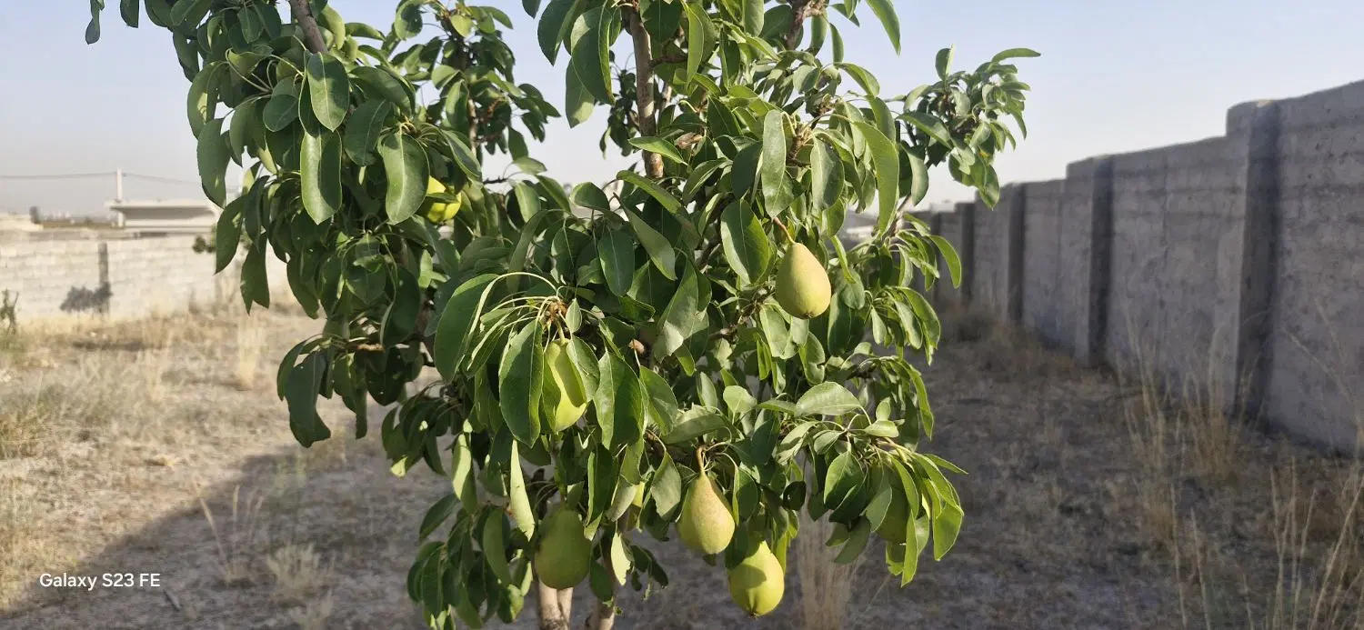 باغ ویلا نیاوران