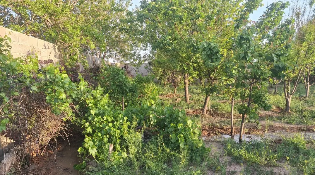 باغچه چهار دیواری
