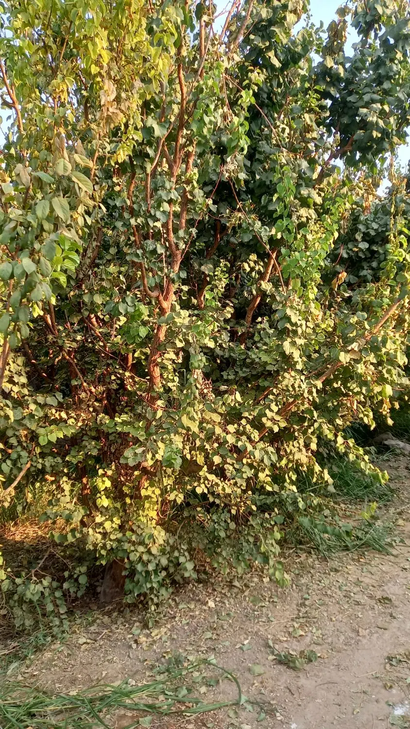 باغچه نیمه کاره