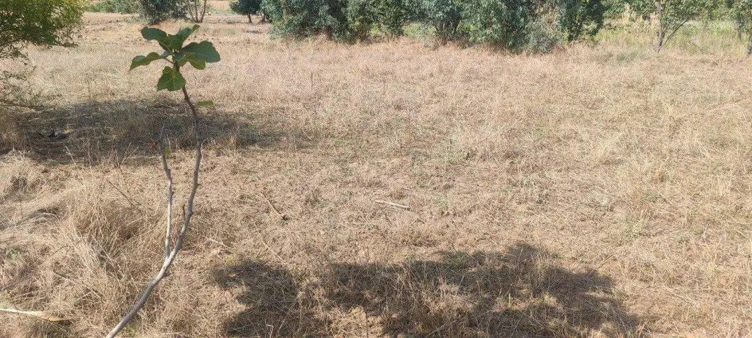زمین باغی