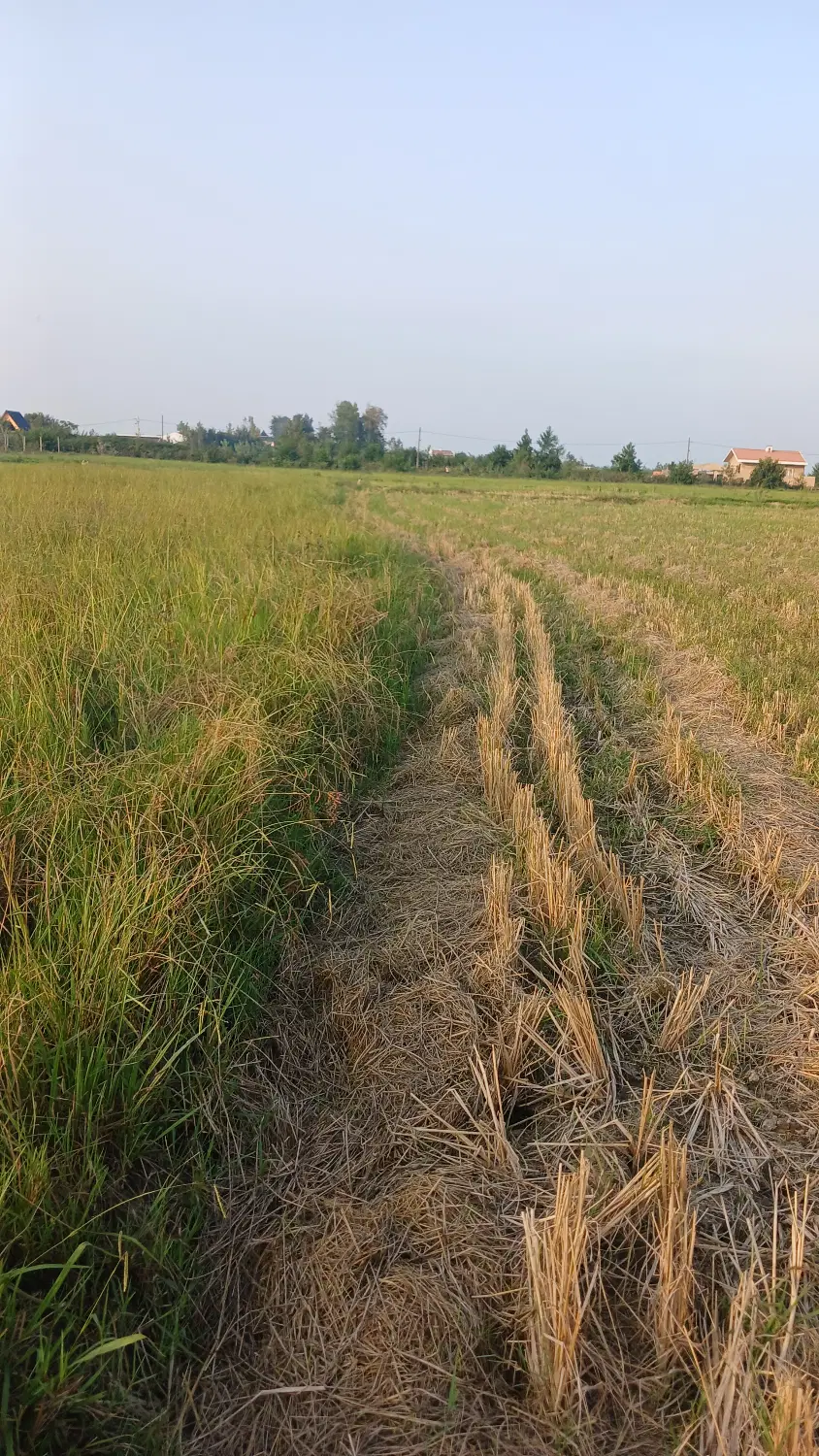 شالیزارسنتی