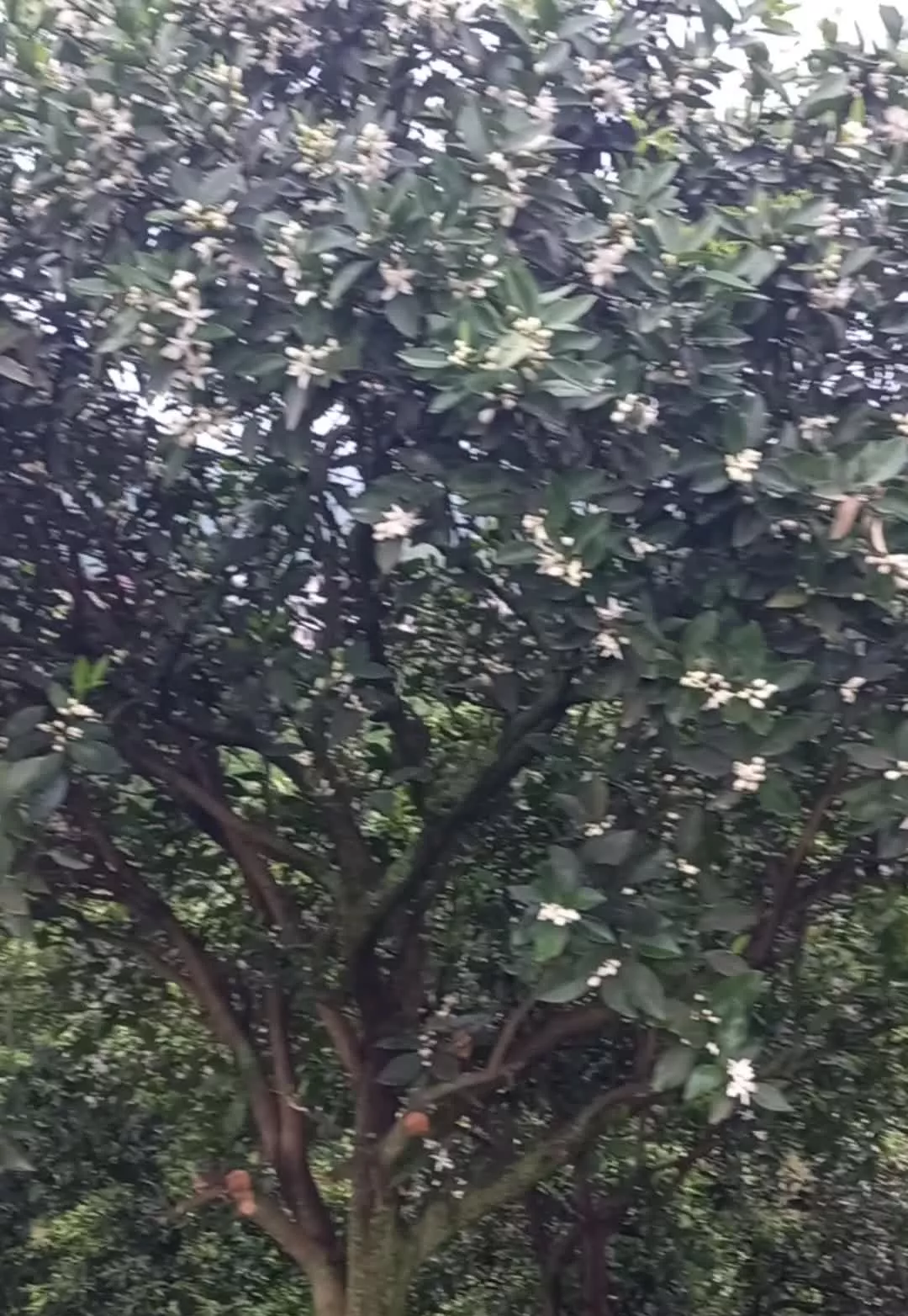 فروش زمین باغی