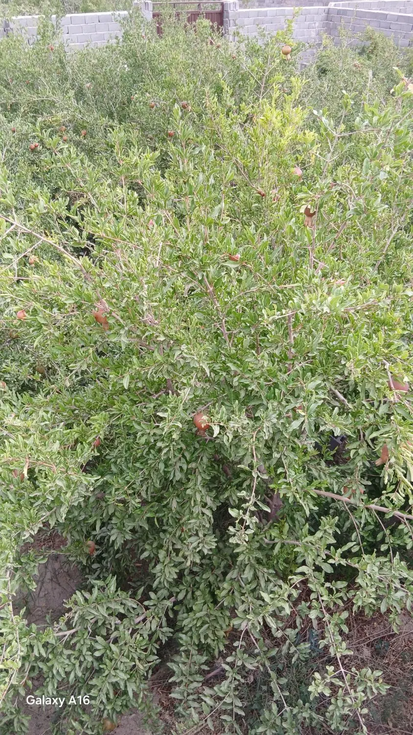 باغ انار