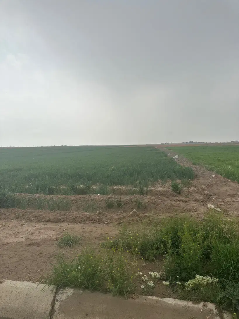 زمین ۲۴۷۰۰متری کشاورزی گلخانه ای باغی