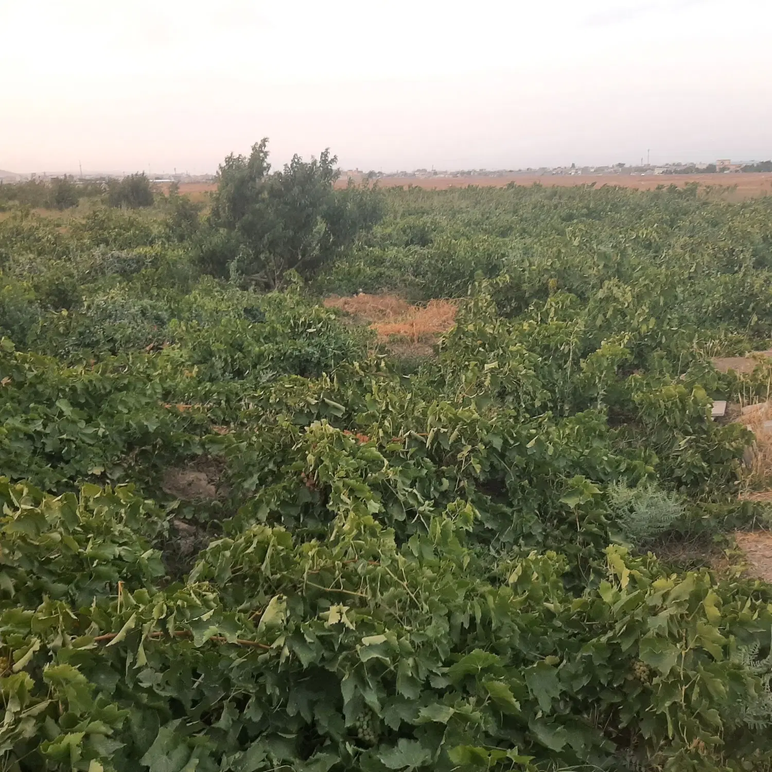 فروش ملک باغی