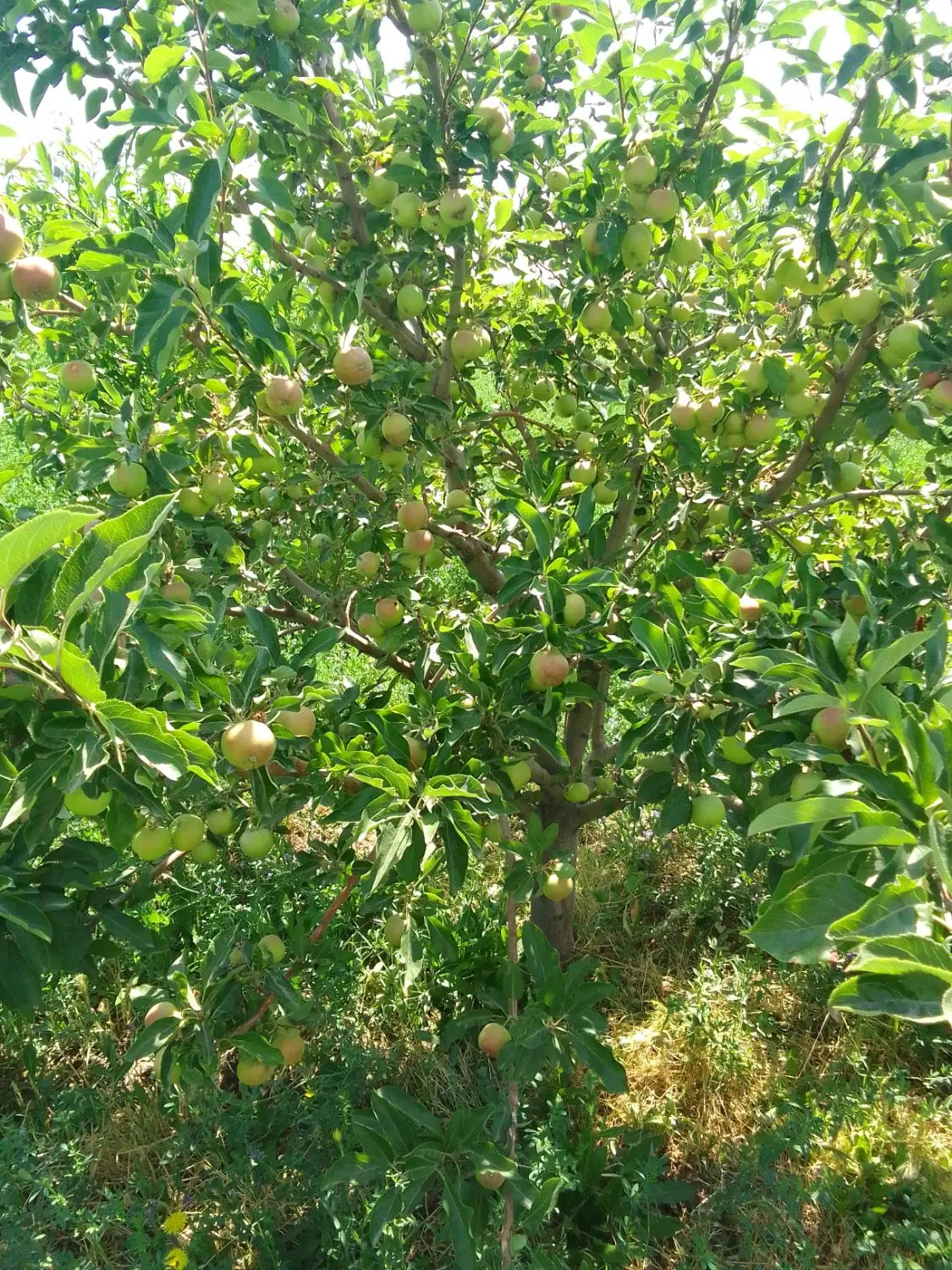 باغ در نزدیکی مراغه و بناب