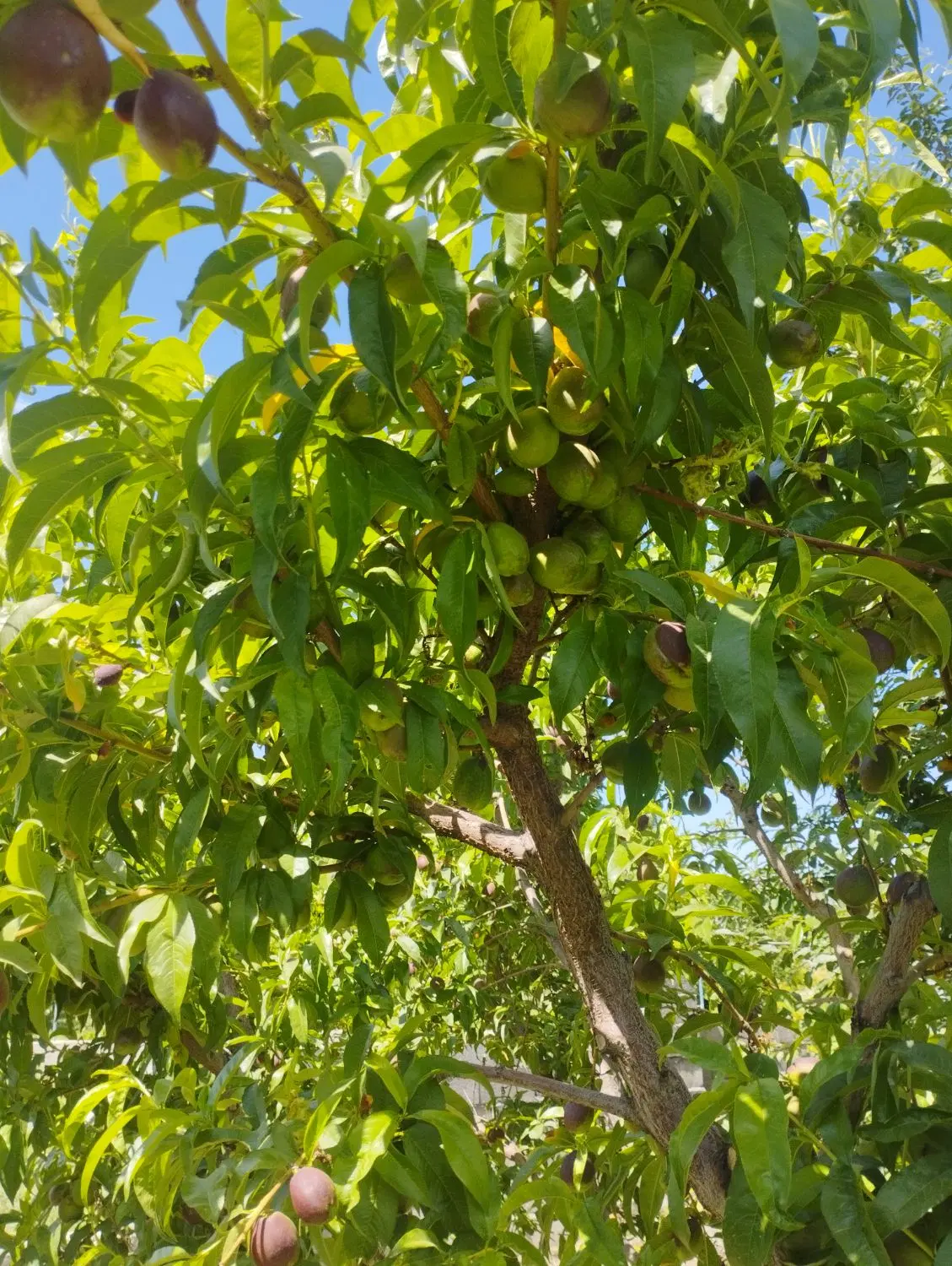 باغ 2700م سنتو روبروی جبل برق وچاه