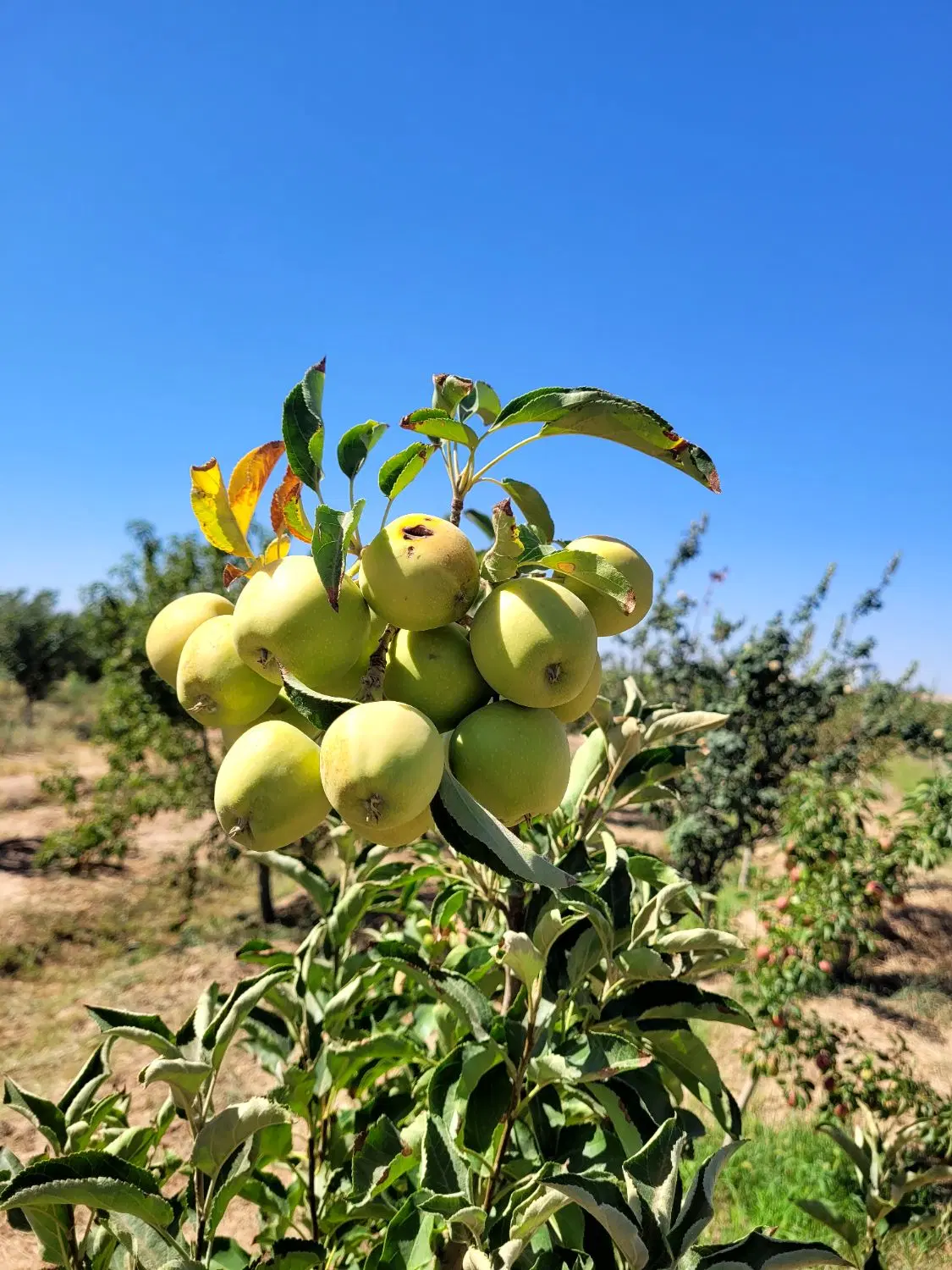 باغ ۹۵۰۰ متری با آب و۶ کیلومتری نیشابور در محدوده