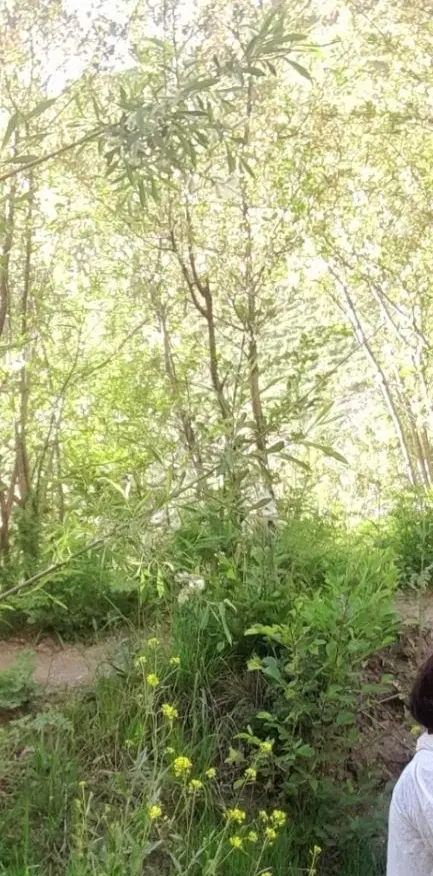 زمین ۱۰۰ متری فروشی در چمستان