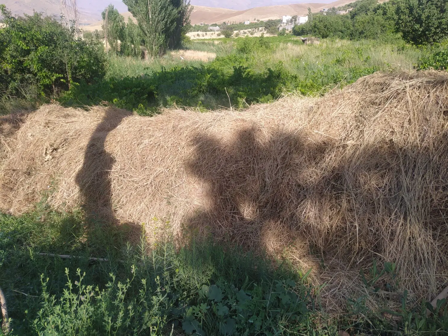 فروش زمین کشاورزی و باغ