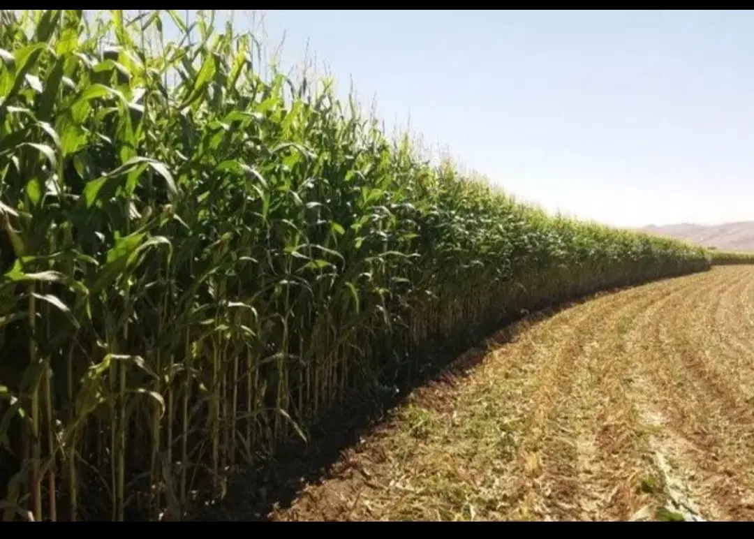 زمین کشاورزی برای اجاره