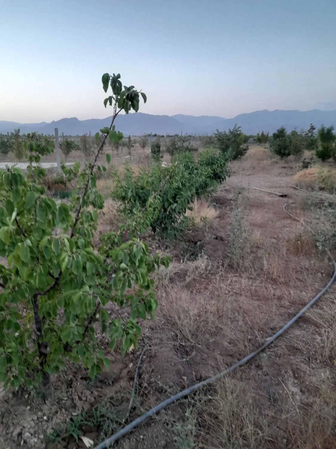 باغچه در نظر آباد زمین های حسن آباد