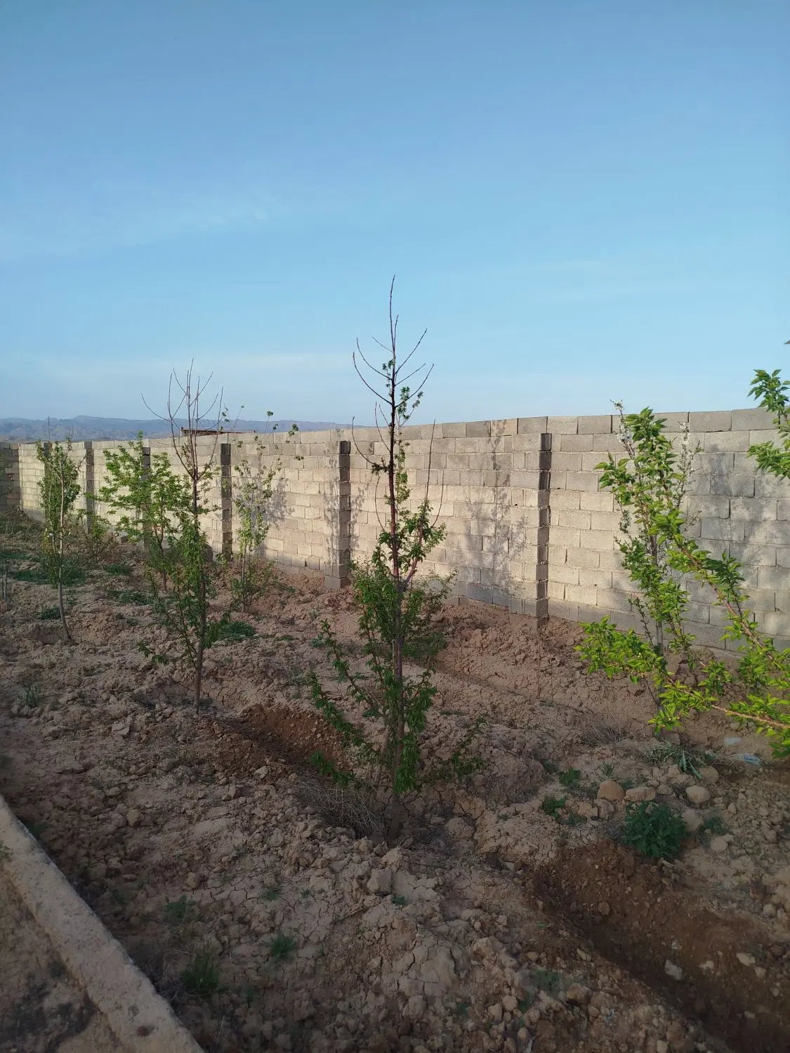 باغ در روستای زاک