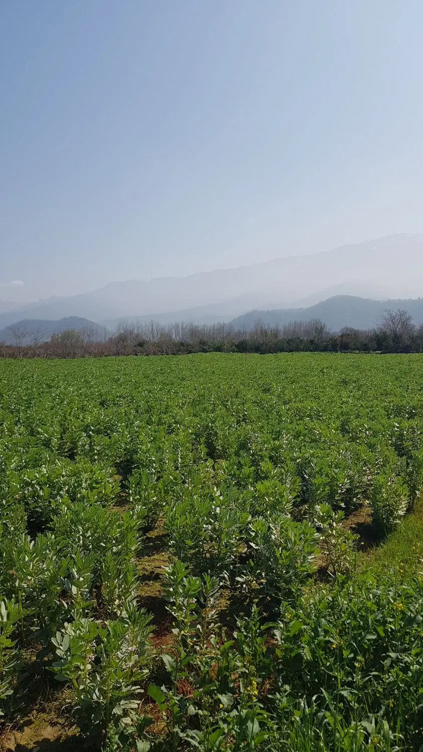 زمین کشاورزی بدل تپه _ ۴۲۰۰ متر