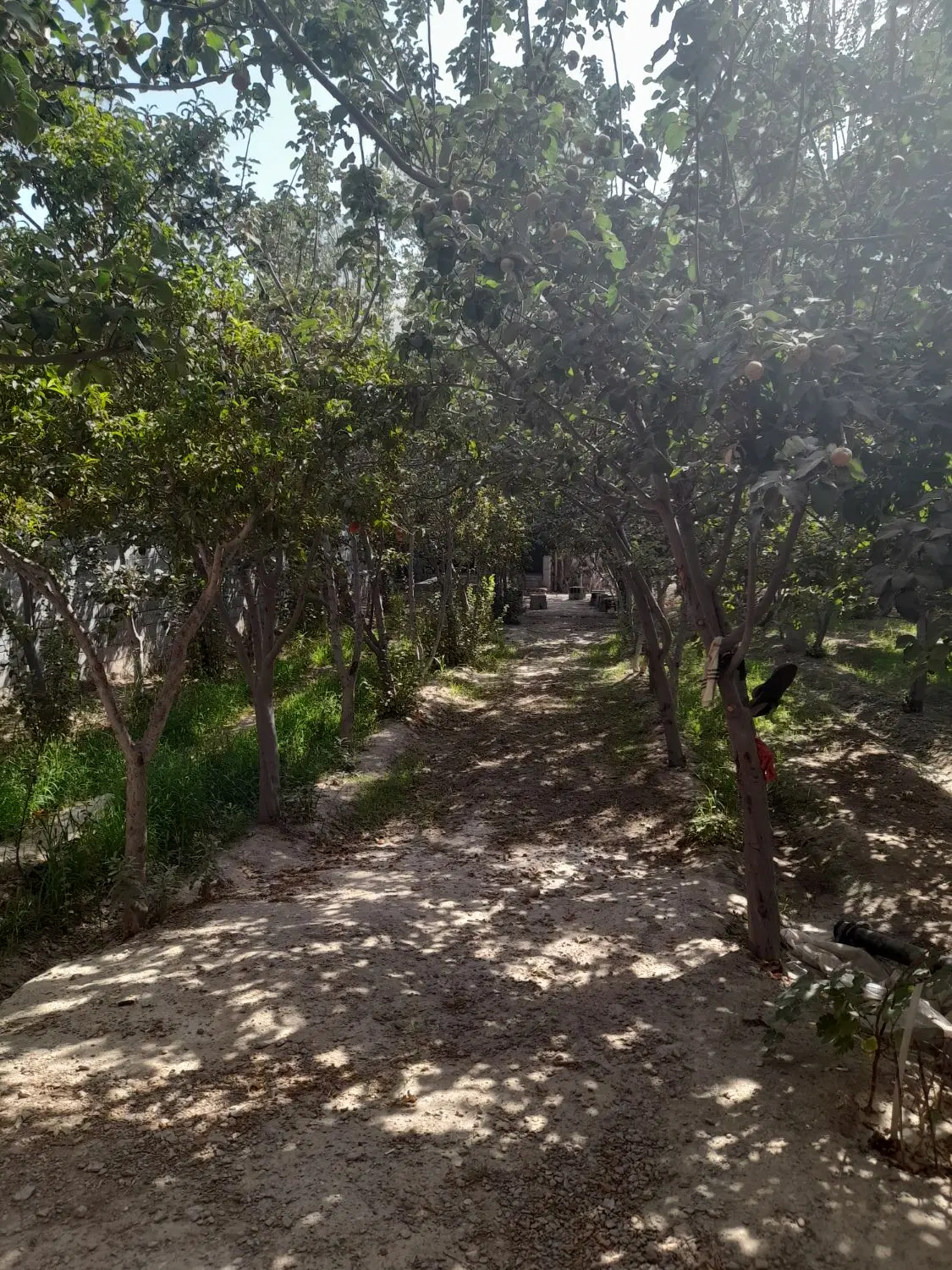 باغ فروشی