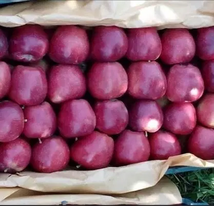 باغ سیب قرمز و سفید در جه یک اعلا