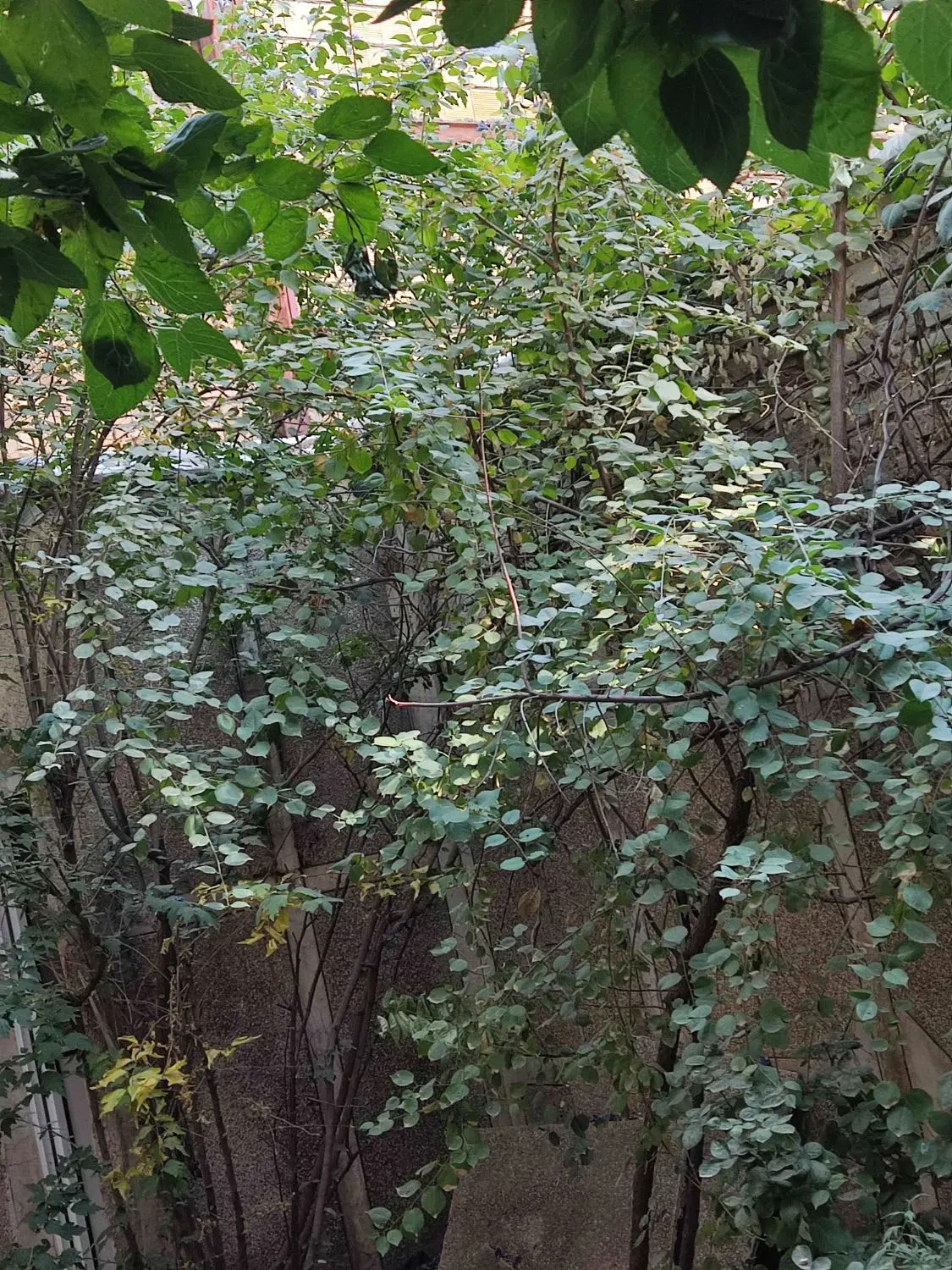 ویلایی خیابان بهار