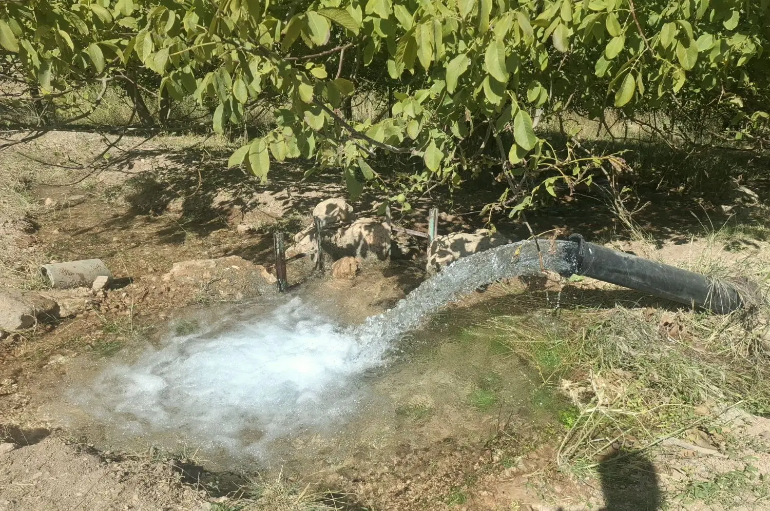 اجاره ده هکتار زمین کشاورزی ملوسان
