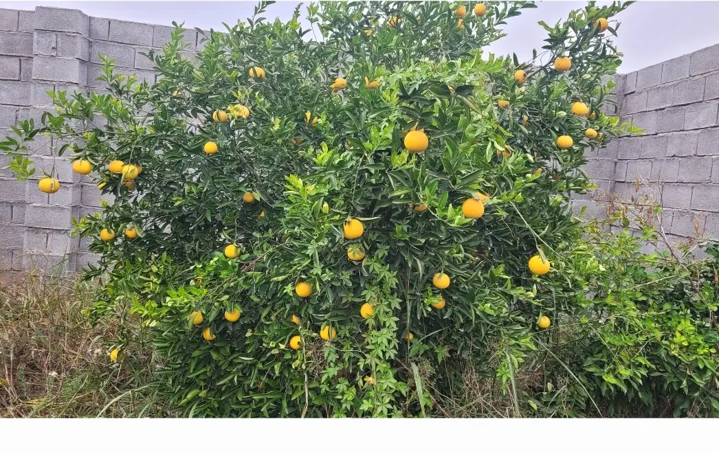 باغچه ۵۰۰متری با برق رسمی