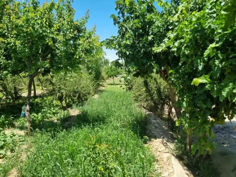 زمین مزروعی مناسب برای سرمایه گذاری