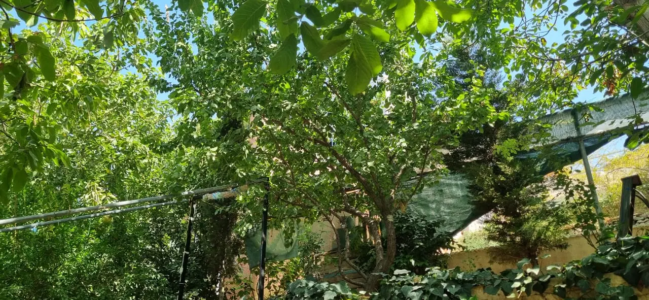 باغچه ۴۱۲متری