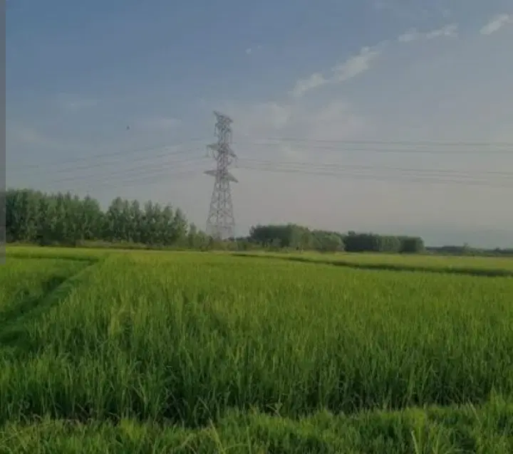 زمین کشاورزی