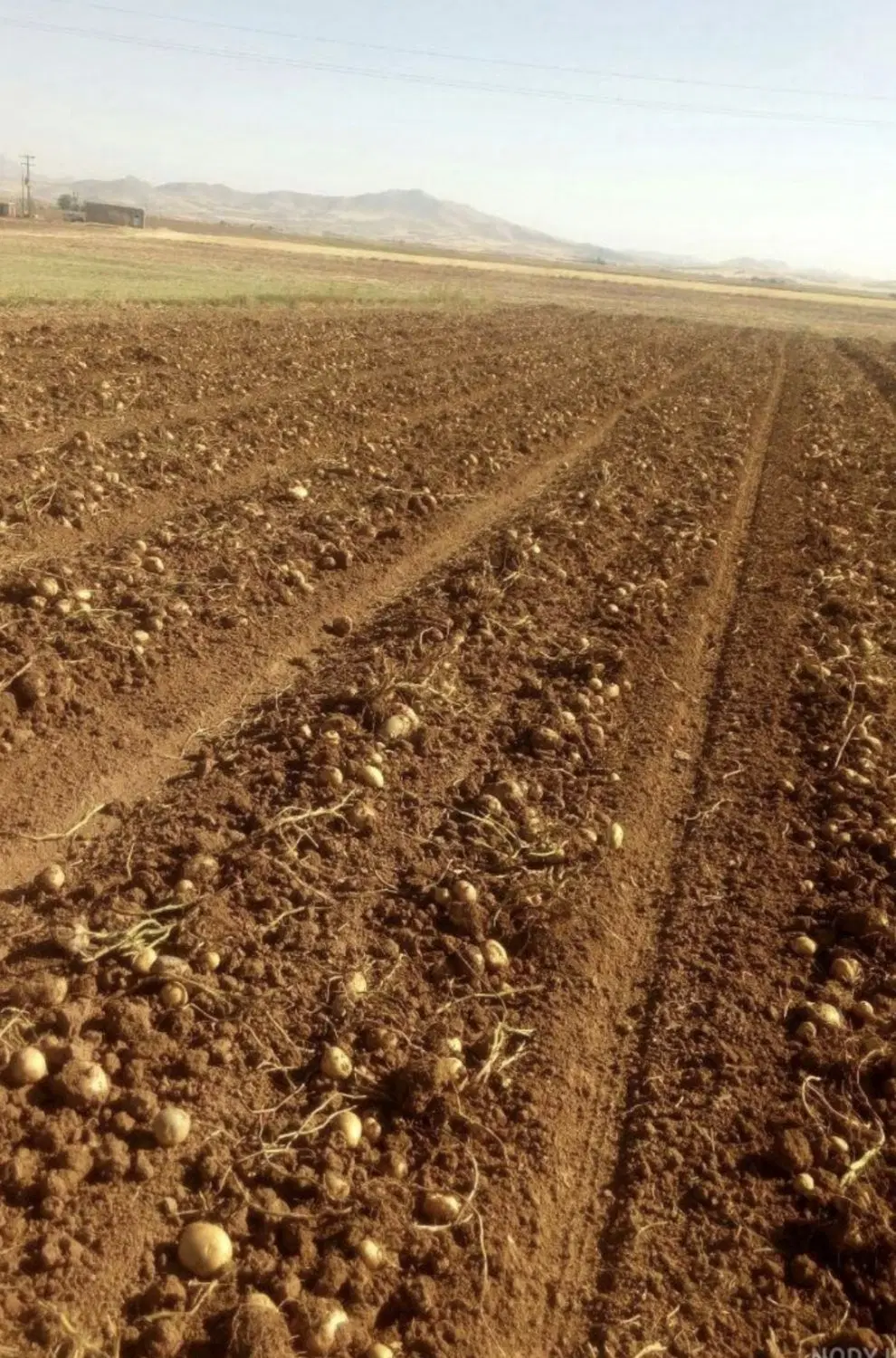 زمین کشاورزی