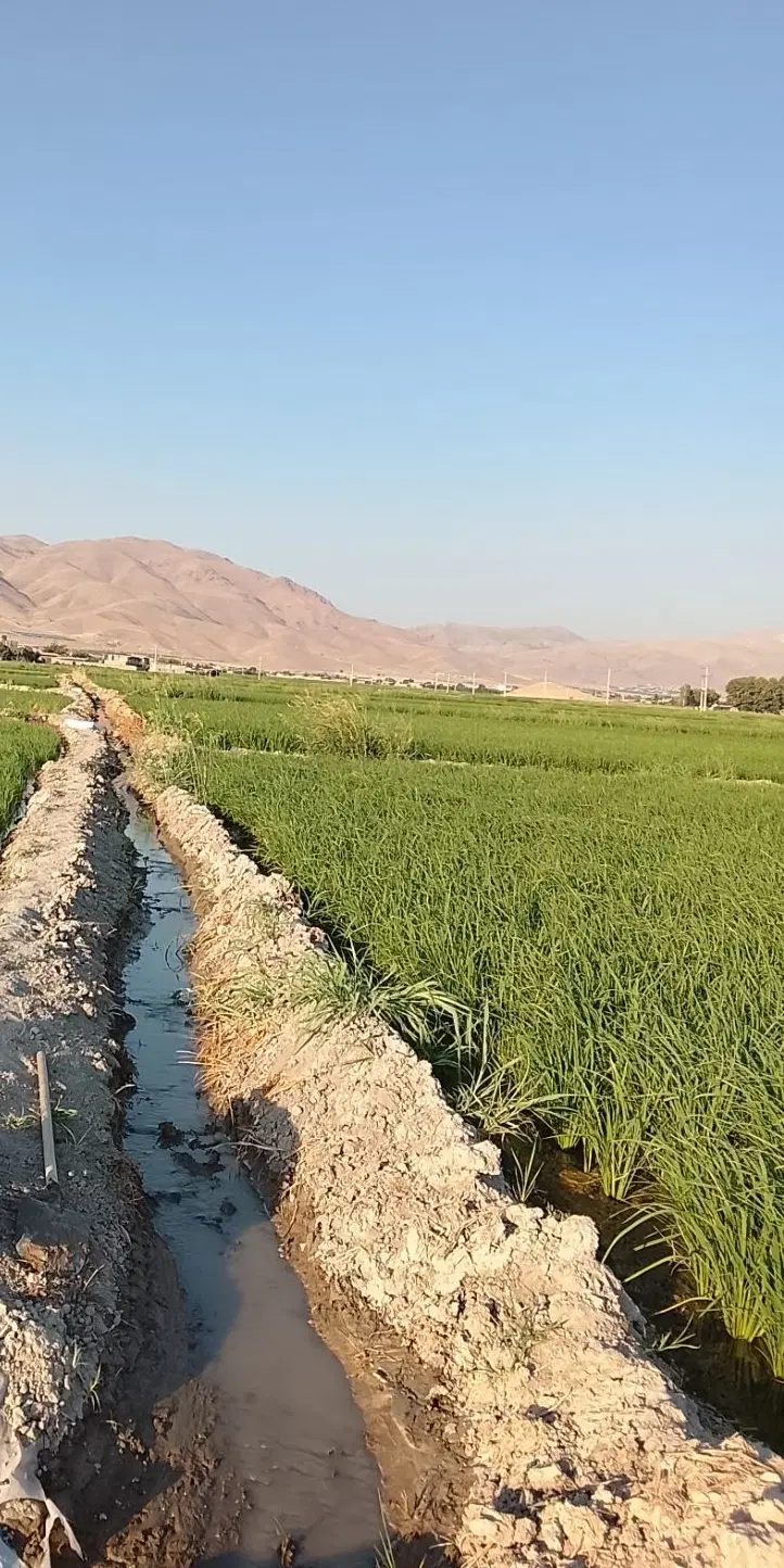 زمین برنج اجاره میگیرم