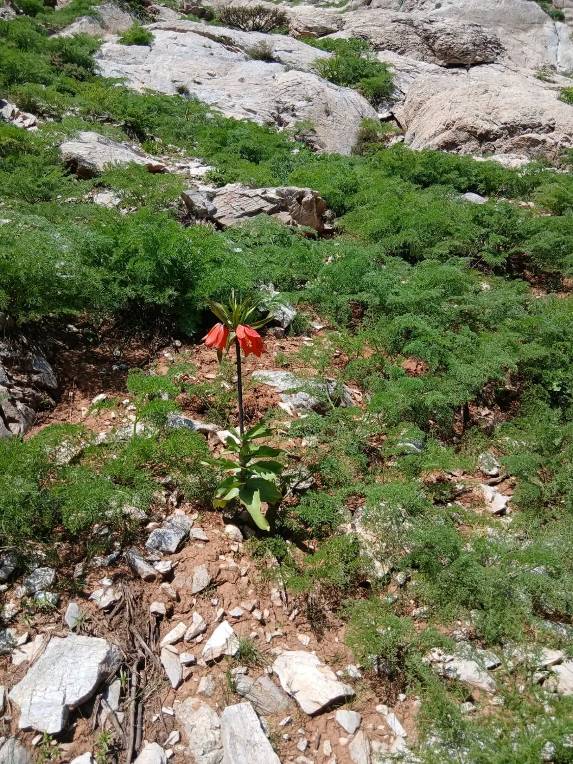 زمین مشاع بالای گلخانه مرادی