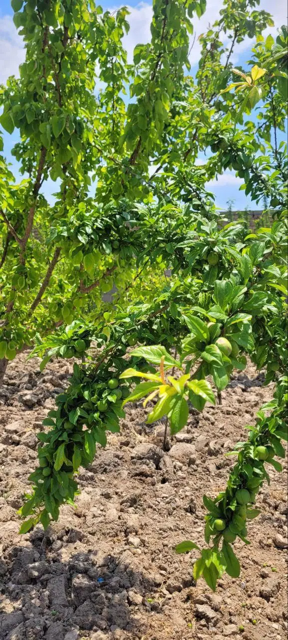 ۲۰۰۰ متر زمین فول امکانات کامل