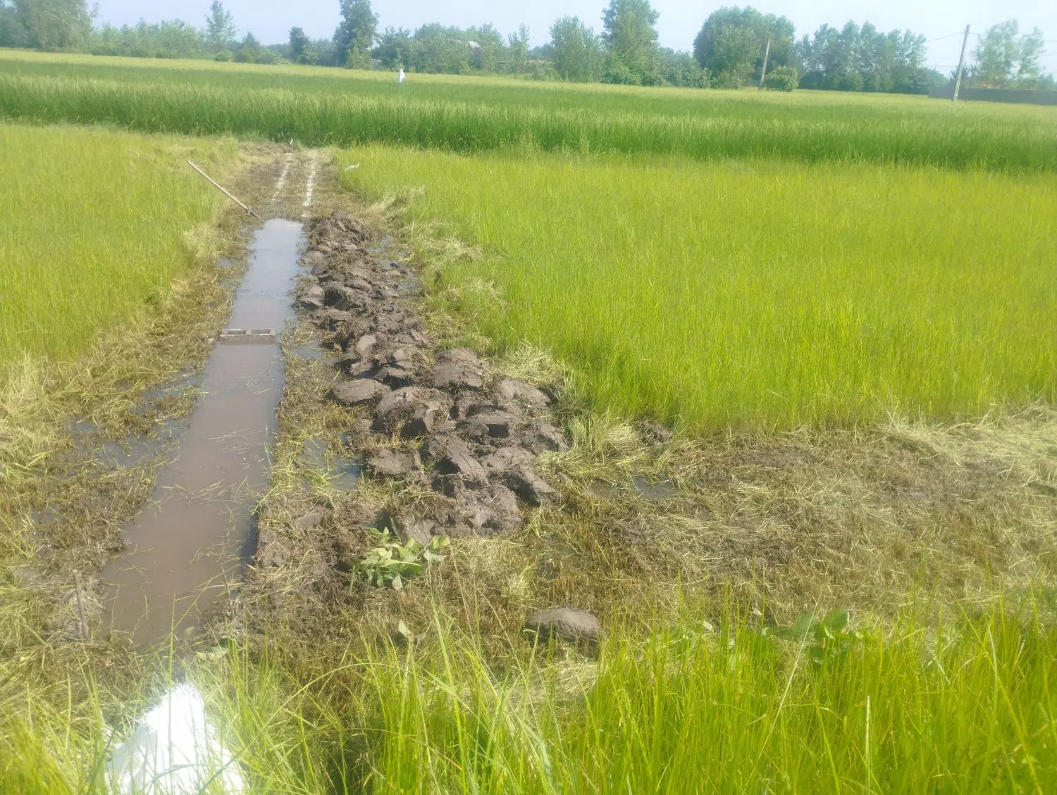 زمین متراژ 230متر