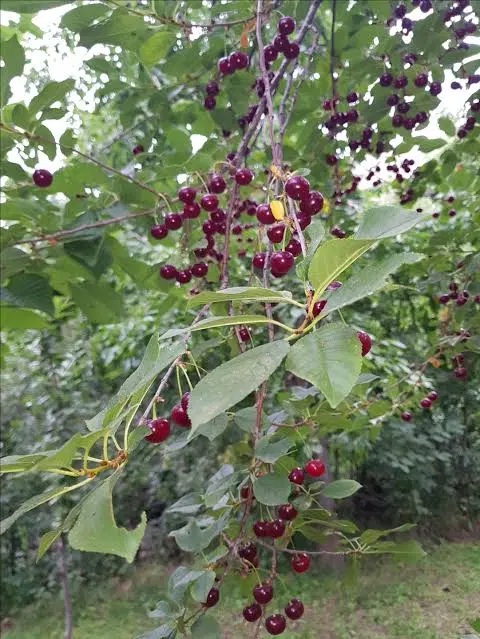 زمین چهارباغ