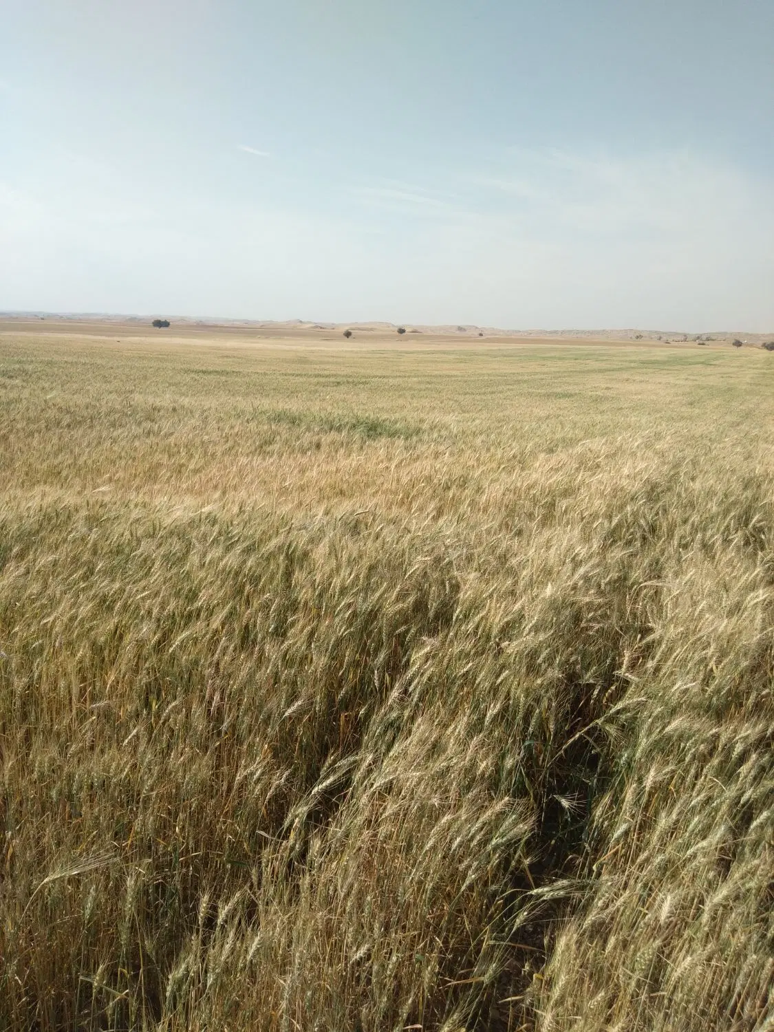 ۴هکتار زمین زیر چاه