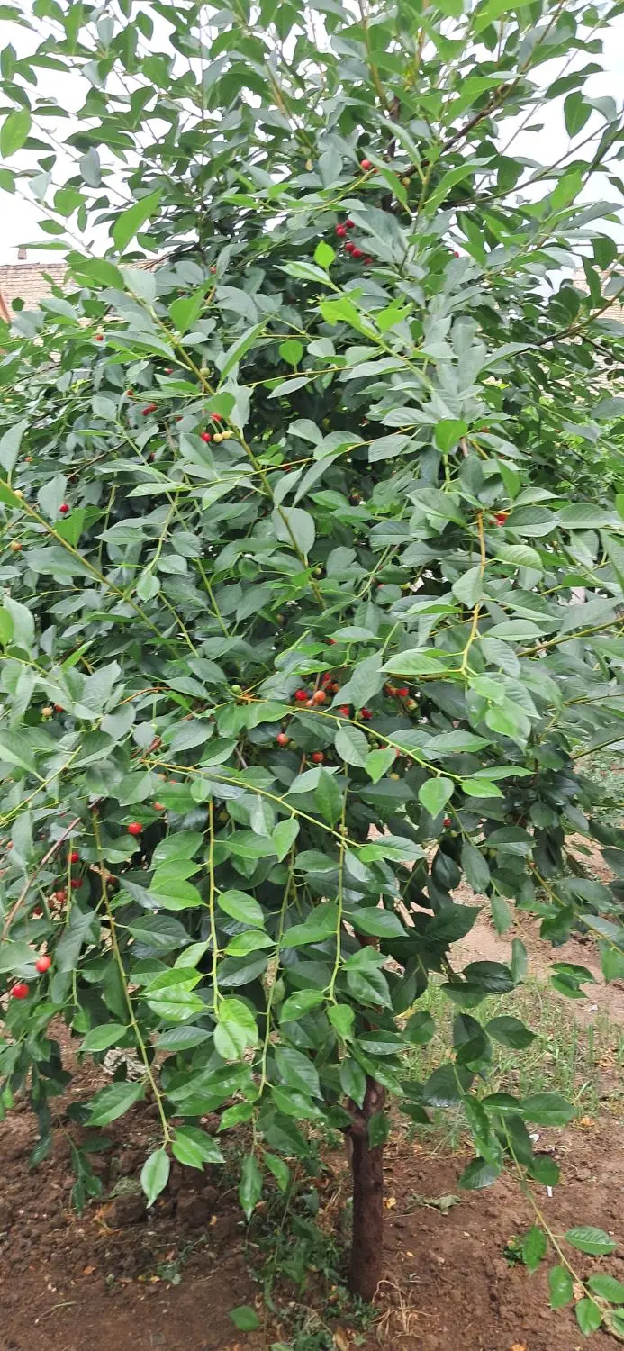 یک قطعه زمین