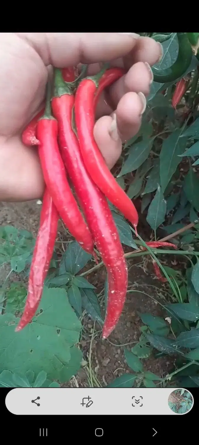 اجاره زمین یک باب گلخانه سه هزار متر مربع