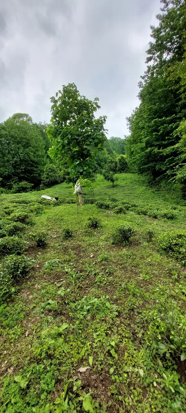 زمین باغ چای شیر دره جورگوابر