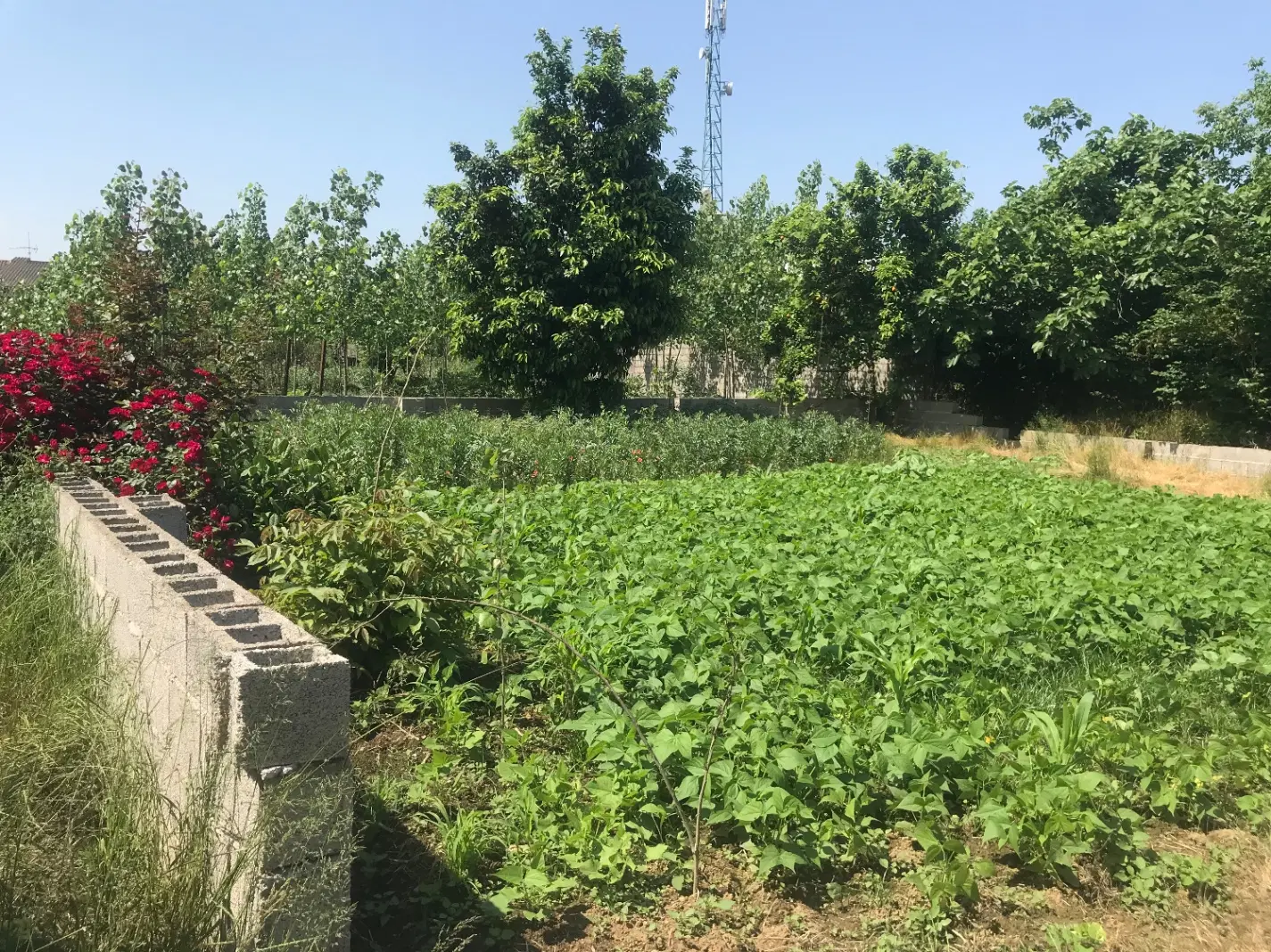 زمین مسکونی باشرایط مناسب