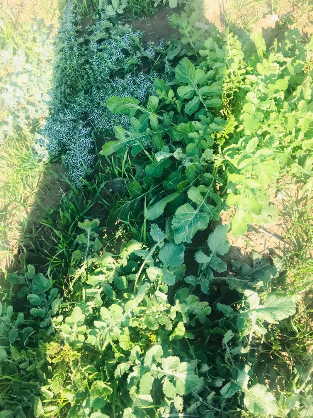 زمین کشاورزی برای کاشت گندم