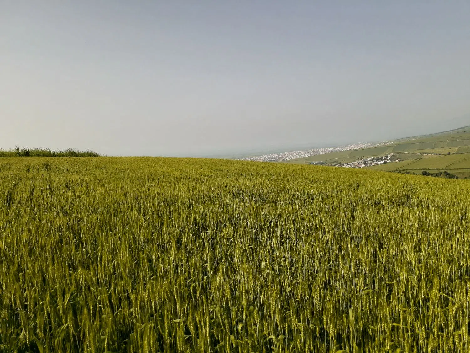 اجاره زمین کشاورزی