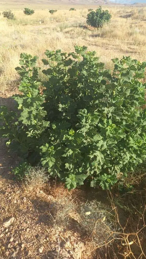 زمین کشاورزی