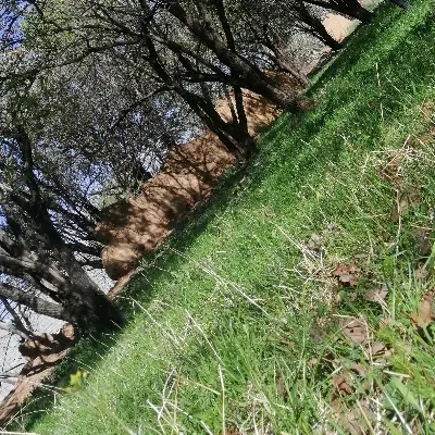 زمین اجاره آیی محدوده جنت آباد