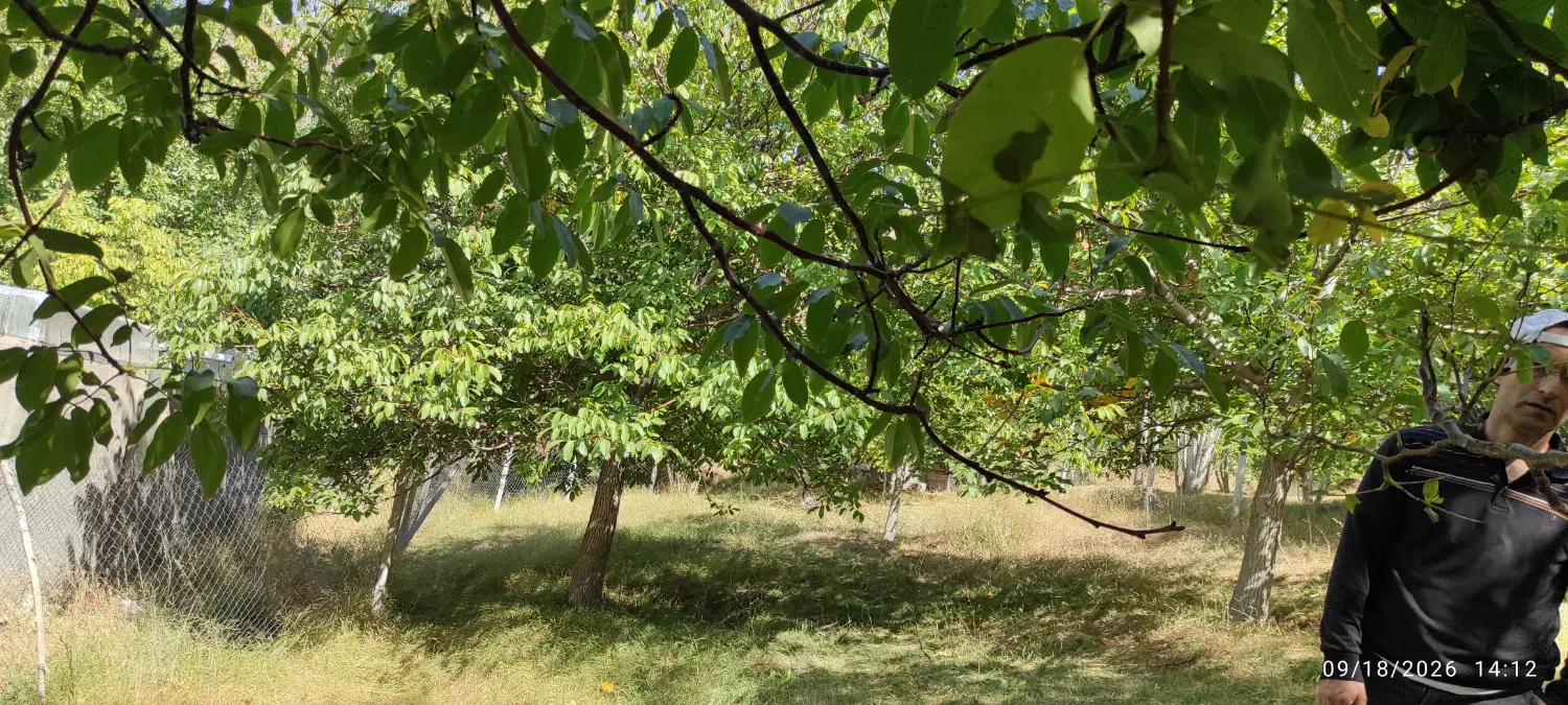 باغ گردو در روستای گوشلان