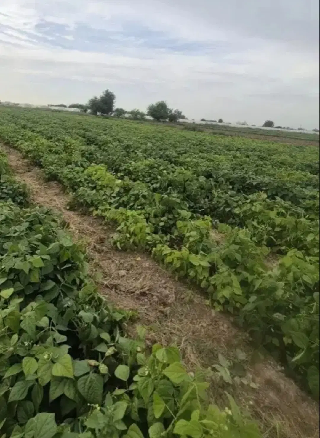 ۱هکتار زمین فروشی معاوضه با ماشین