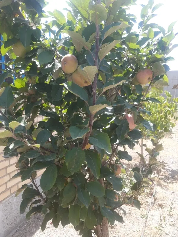 شهرک مسکونی ذاکر