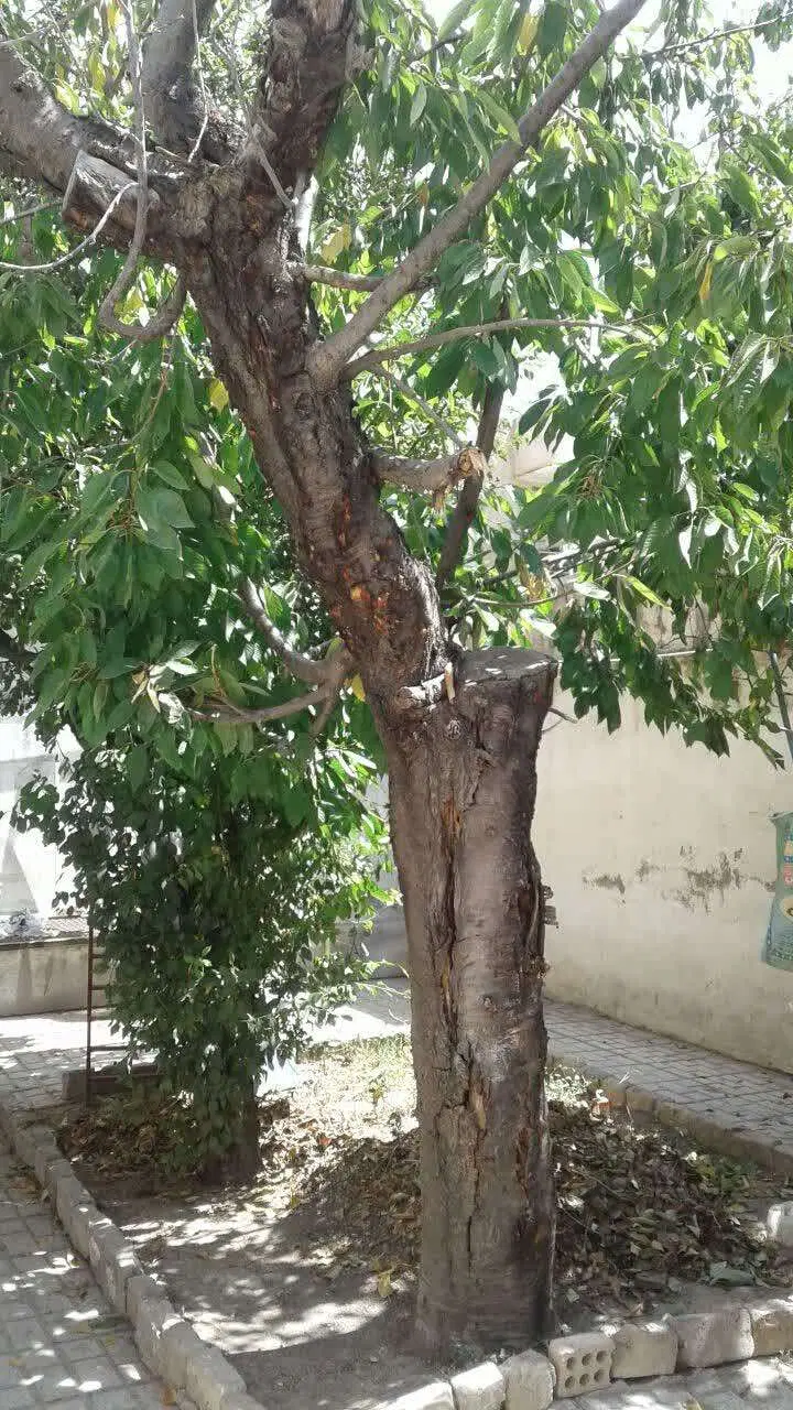 فروش ویلایی دربست