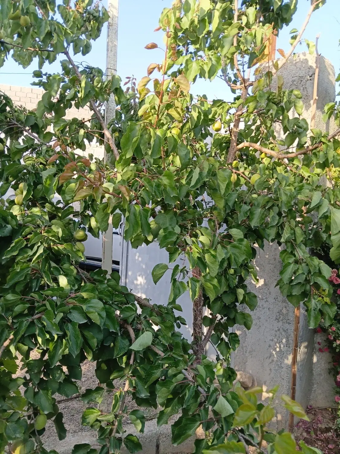 باغچه