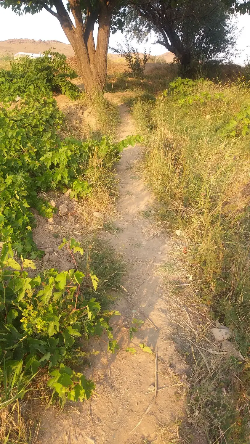 باغ انگور خلیی