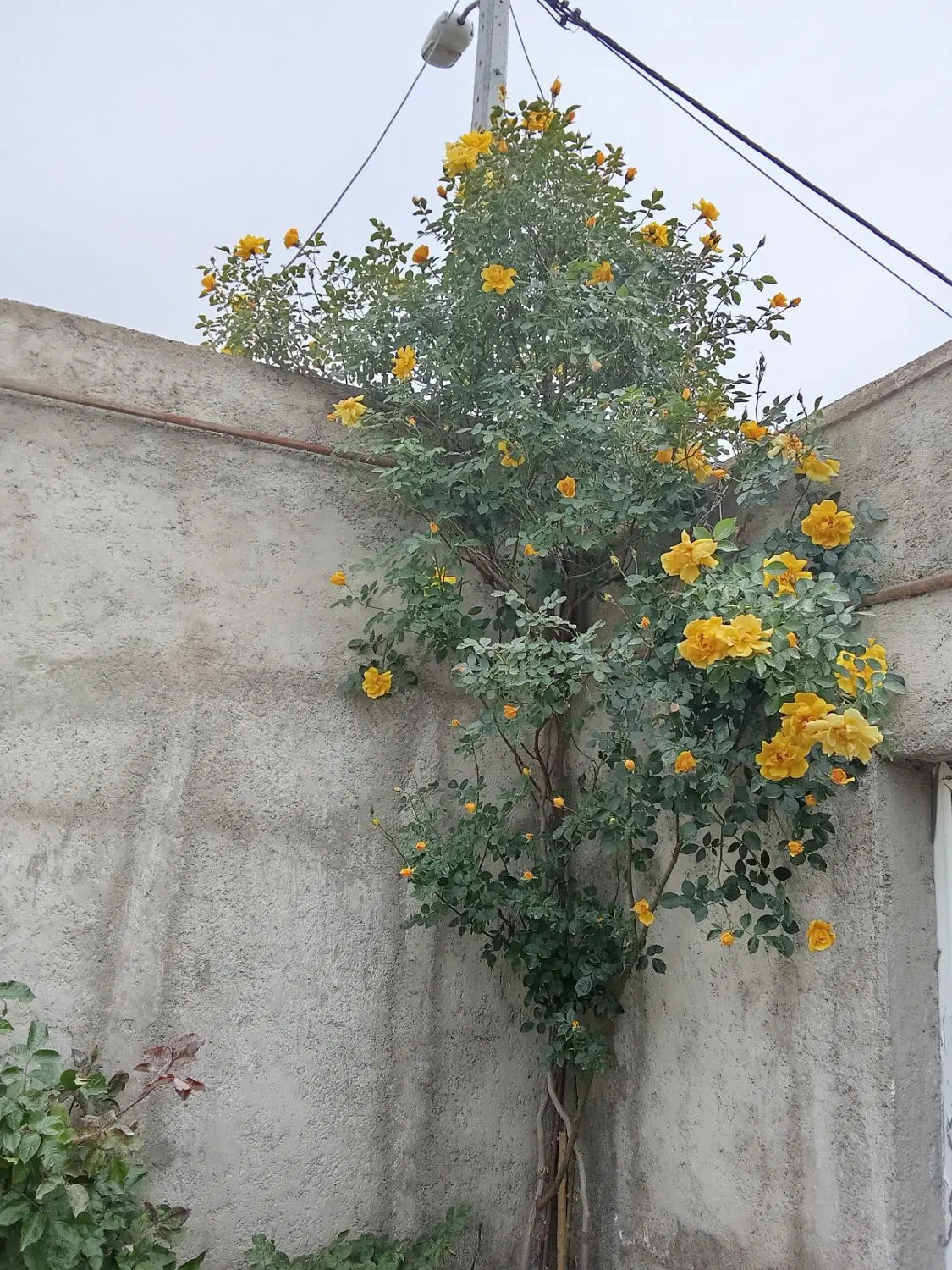 دامداری