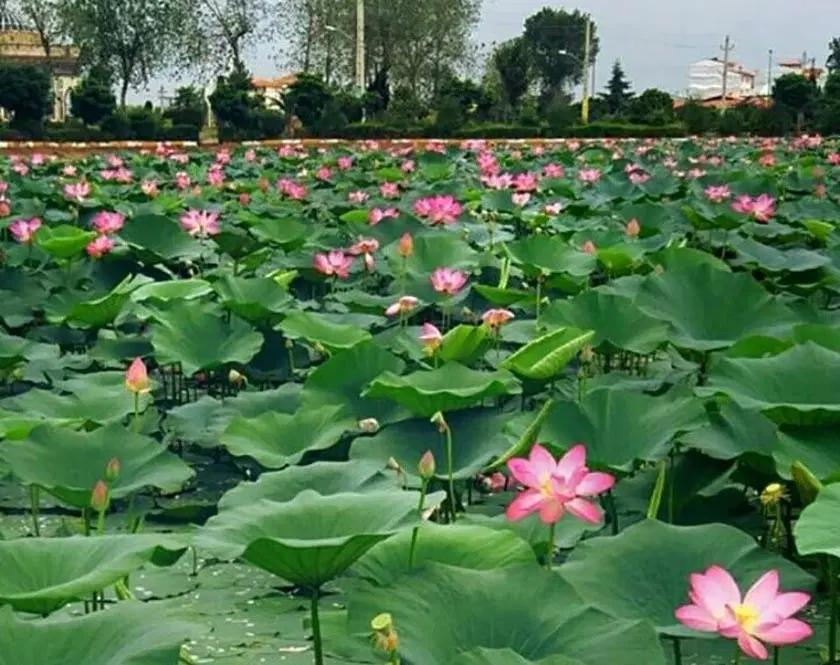 هرچه سریعتر اقدام کن تافرصت خریدویلا رو از دست ندی